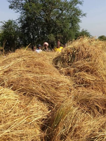 🌾 DIANA’S HARVEST — 15 ACRES, MET DE HAND 🌾